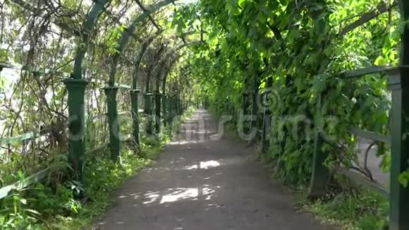 沿着公园里的绿色小巷散步视频的预览图