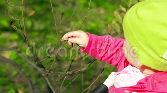 在晴朗的初秋一个小孩子轻轻地触摸公园里的树枝视频的预览图