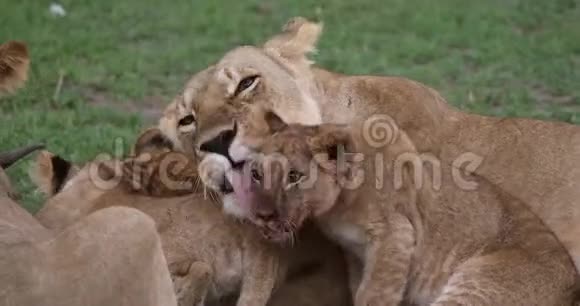 非洲狮黑豹狮子座舔幼崽妈妈肯尼亚马赛马拉公园视频的预览图