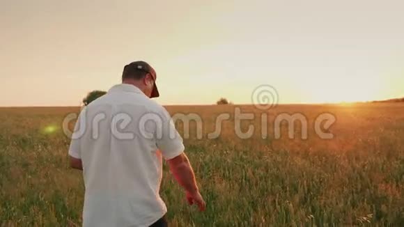 农夫走着麦田看着小穗日落时的后景斯泰迪加姆慢镜头视频的预览图