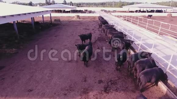 演示奶牛和公牛在动物农场的大栅栏中漫游视频的预览图