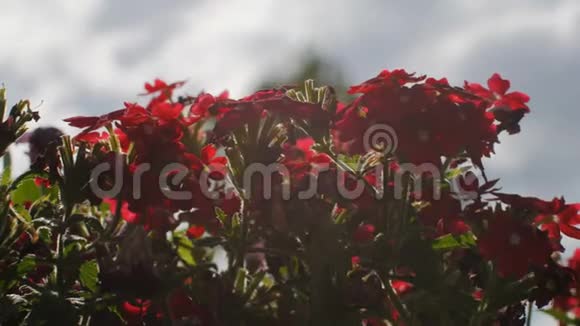 在花园里随风摇曳的小红花灌木紧贴太阳视频的预览图
