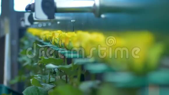 有黄色花瓣的玫瑰在工厂平地机上移动并摇动视频的预览图