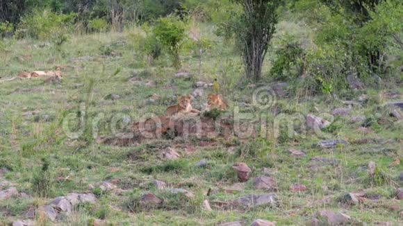 狮子幼崽在非洲草原灌木丛附近的草地上休息视频的预览图