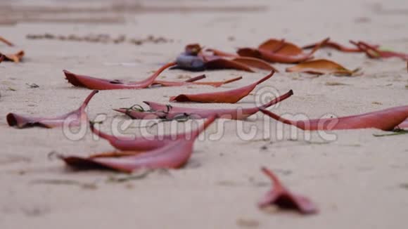 沙滩边的红色干叶视频的预览图