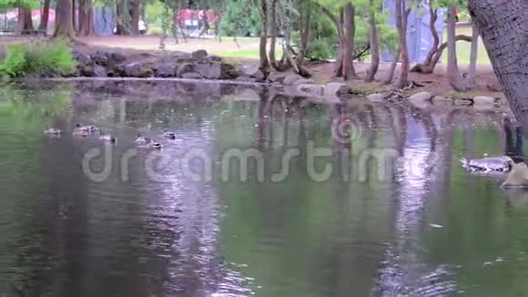 公园池塘里有鸭子视频的预览图