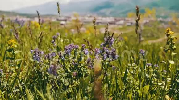 亚美尼亚绿鲜多汁的春草和蓝花田视频的预览图