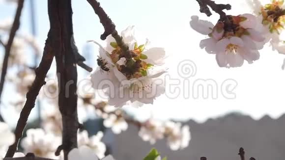 一棵杏树上面有粉红色的蜜蜂花视频的预览图