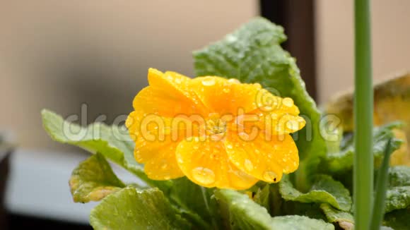 雨中的黄花视频的预览图