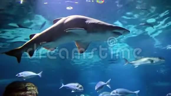 水族馆环境中鲨鱼的特写镜头视频的预览图