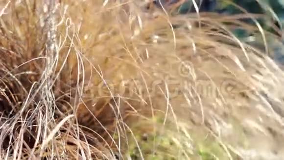 风中干枯的秋草视频的预览图