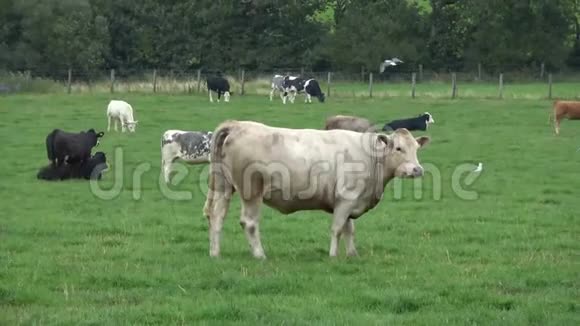 肉牛在田间饲养视频的预览图