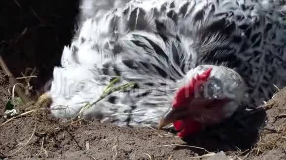 家养鸡要洗澡以保持健康视频的预览图
