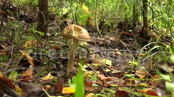 林中的牛肝菌菇4K视频的预览图