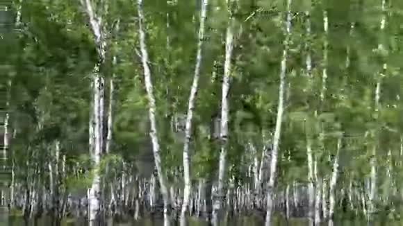 桦树林视频的预览图