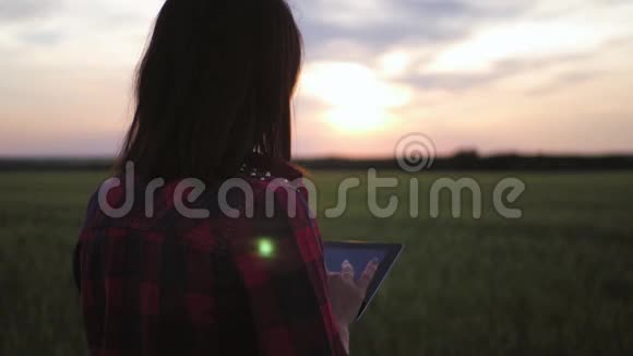 一个年轻漂亮的女人在日落时分在麦田里工作女孩用平板电脑计划收割视频的预览图