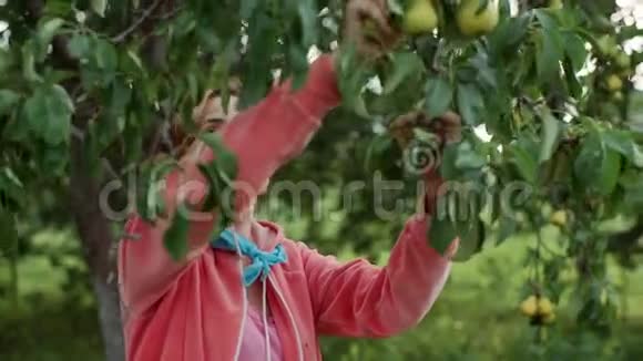 一个女人从树上摘下一个梨在小屋收获视频的预览图