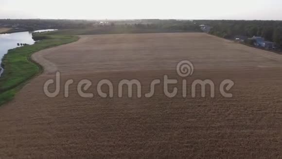 飞越麦穗黑麦地顶景视频的预览图