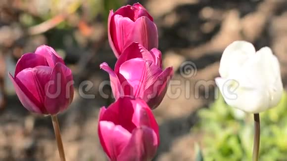 新鲜紫罗兰和白色郁金香视频的预览图