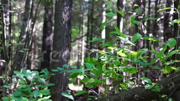 阳光和阴凉的森林锅视频的预览图