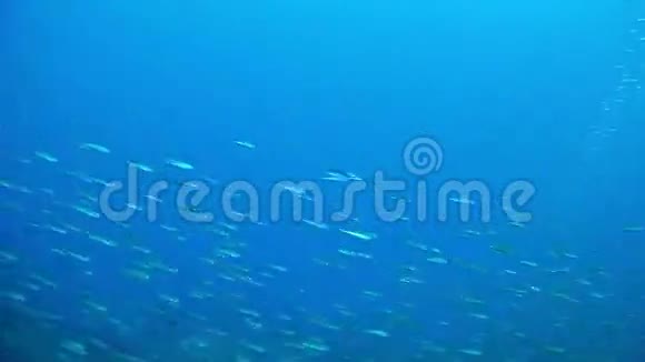 地中海潜水鱼视频的预览图