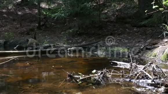 水晶清澈的小溪在森林里视频的预览图