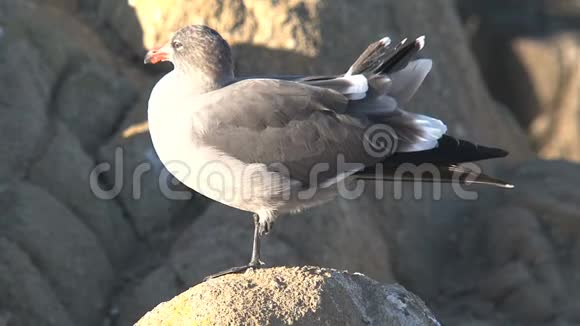 美国加利福尼亚州西海岸岩石处的幼鸥视频的预览图
