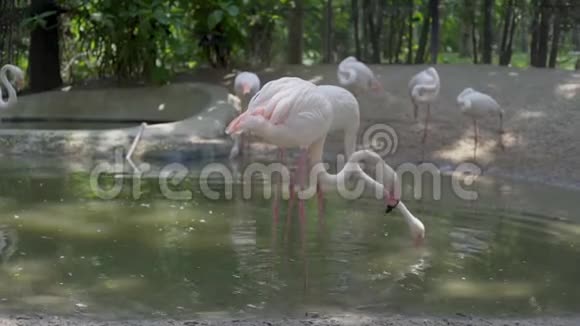 动物园里湖上的一群火烈鸟动物园里的动物概念视频的预览图