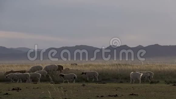 蒙古风景中绵羊和山羊的潘视频的预览图