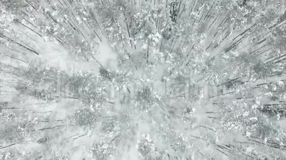 空中飞过冰冻雪山云杉林视频的预览图