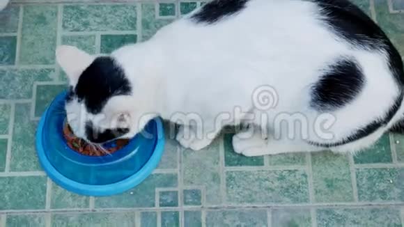 两只猫在碗里吃食物视频的预览图