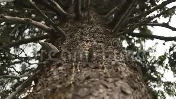 运动中的老松树视频的预览图