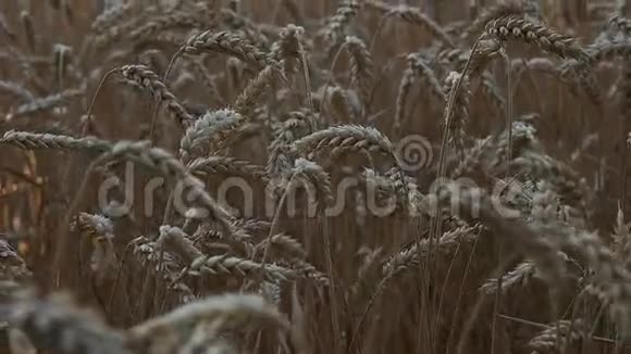 小麦穗状花序接近视频的预览图