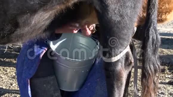 从一个蒙古女人的手里挤牛奶视频的预览图