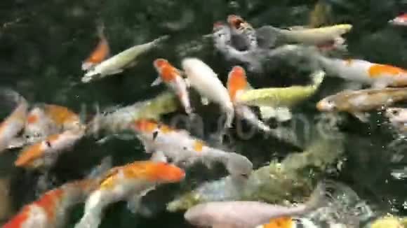 锦鲤挤在一起争夺食物视频的预览图