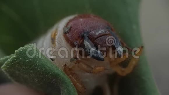 蟋蟀幼虫破坏根作物的寄生虫悄悄地带走鼹鼠蟋蟀视频的预览图