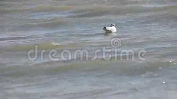 海鸥漂浮在波浪中视频的预览图
