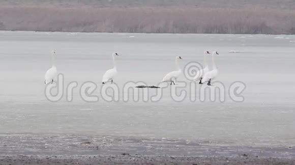冰湖上的天鹅视频的预览图