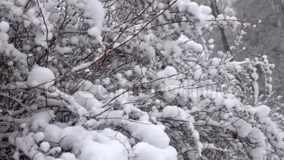 落在森林前面的雪视频的预览图