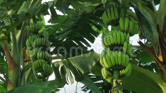 香蕉田香蕉农场视频的预览图