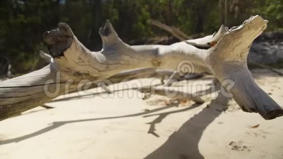 海滩边干燥的白色飘木视频的预览图