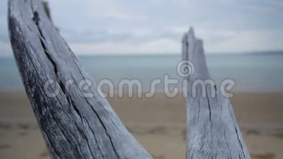 海岸线上两根分枝的漂流木视频的预览图