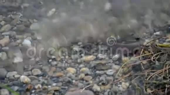河流生命草石视频的预览图