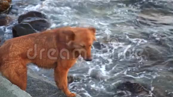 一只狗站在海滩上她逃离了海浪视频的预览图