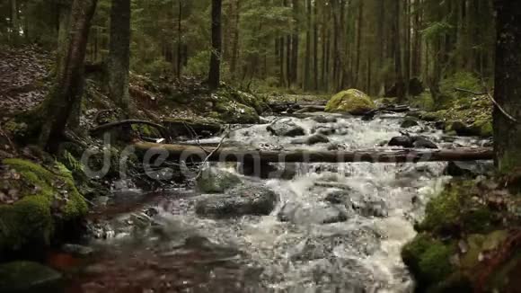 在一条快速森林河流上翻滚视频的预览图