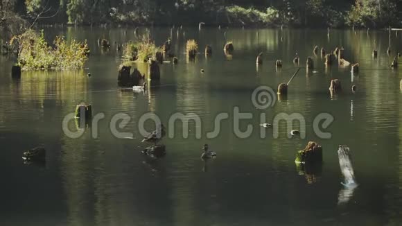 罗马尼亚的红湖美丽的湖泊自然慢动作视频的预览图