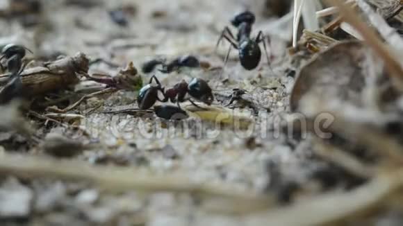 黑蚂蚁沿着小径奔跑视频的预览图
