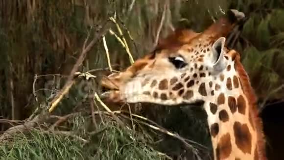 长颈鹿吃树上的灌木丛视频的预览图