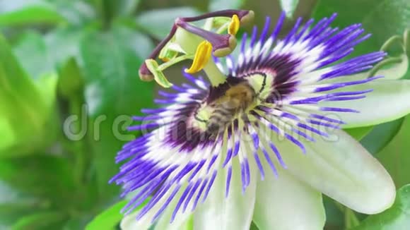 在绿色公园里蜜蜂在异国激情的花朵上采蜜美丽的花仙花视频的预览图
