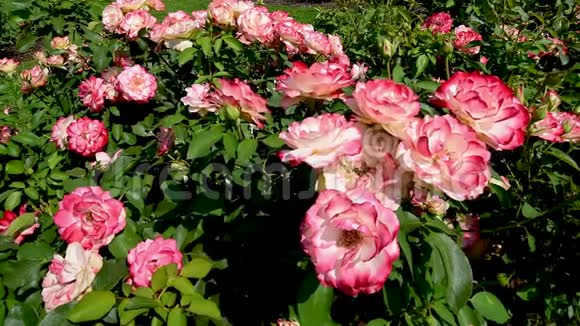 在公共公园的花园里许多花开在粉红色和白色的玫瑰上视频的预览图